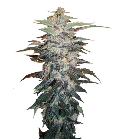 White Widow fem (Nirvana Seeds) семена конопли