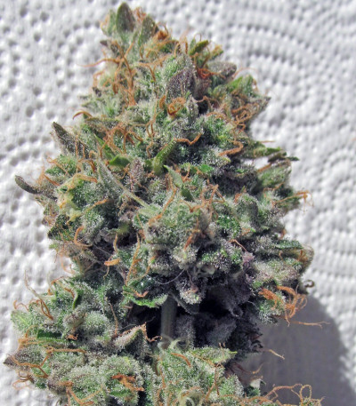 Big Bang Auto fem марихуана