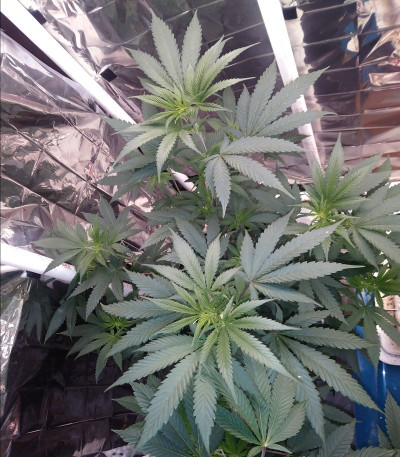 Eleven Roses fem (Delicious Seeds) семена конопли