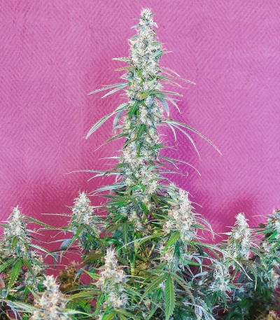 Animal Face Auto fem (Cali Buds Seeds) семена конопли