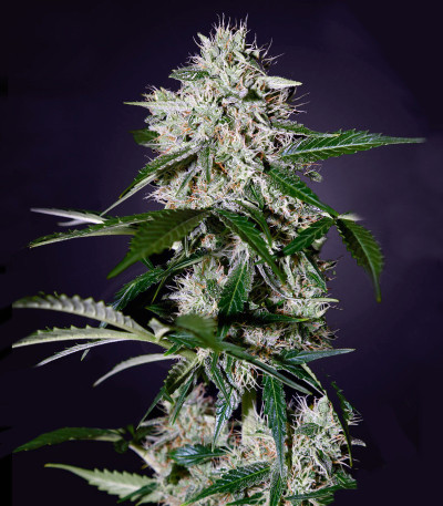 Aurora Green Auto fem (Sumo Seeds) семена конопли