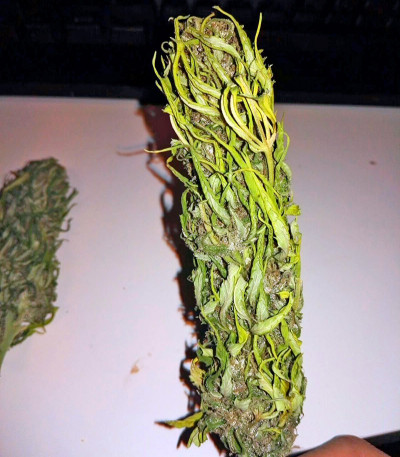 Aurora Indica fem (Nirvana Seeds) семена конопли