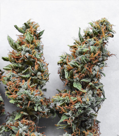 Auto Critical Orange Punch fem (Dutch Passion) семена конопли