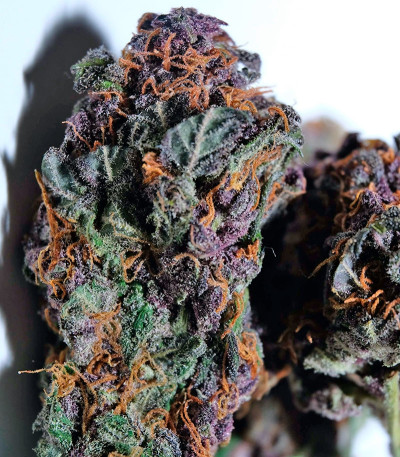 Сорт марихуаны Auto Blackberry Kush