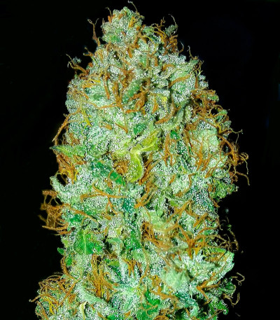 Auto Daiquiri Lime fem (Dutch Passion) семена конопли