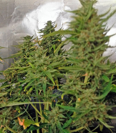 Baby Boom Auto fem семена конопли