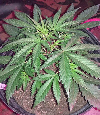 Blue Mystic fem (Nirvana Seeds) семена конопли