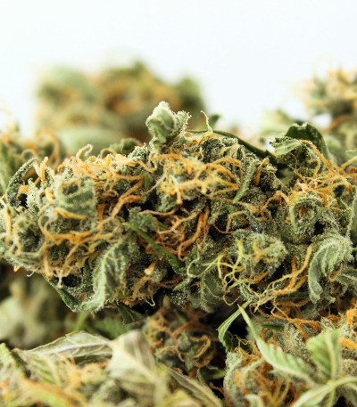 Auto Blueberry Berry fem семена конопли