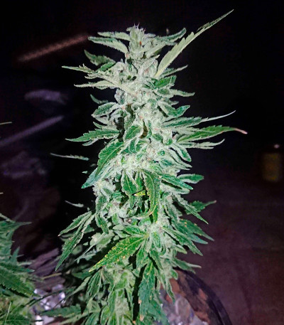 Cafe Racer (Blimburn Seeds) семена конопли