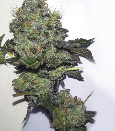 Girl Scout Cookies fem семена конопли