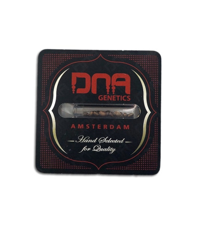 LA Confidential fem (DNA Genetics) семена конопли