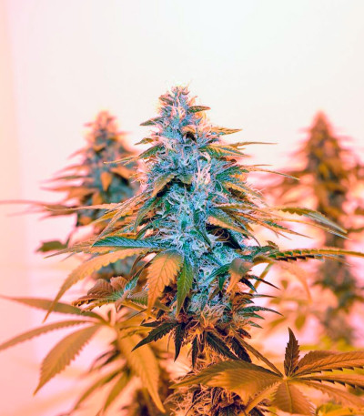 Lemon Skunk fem марихуана Green house seeds