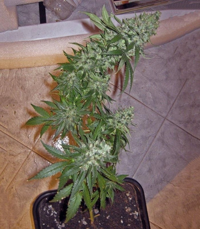 Buddha Quasar fem семена конопли