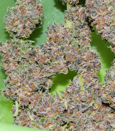 Red Purps fem (Female Seeds) семена конопли