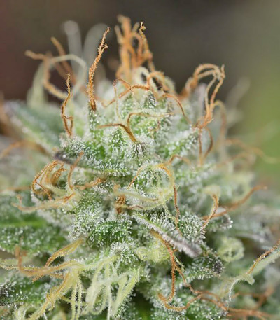 Remo Chemo fem (Dinafem Seeds) семена конопли