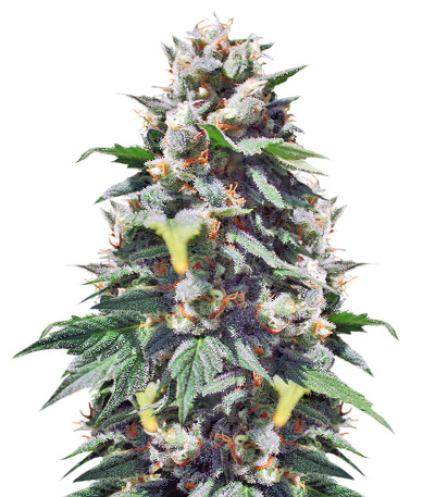Santa Maria Auto fem (Sumo Seeds) семена конопли