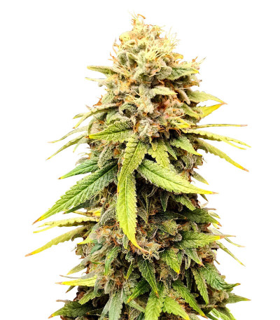 Sherbert Gorilla fem (Dr. Krippling Seeds) семена конопли
