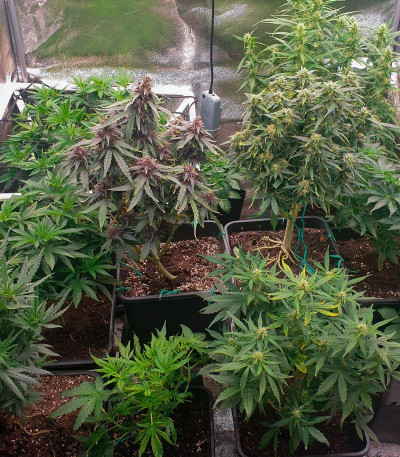 Sour Strawberry fem (Barney's Farm) семена конопли