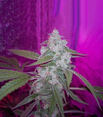 StarRyder Auto fem (Dutch Passion) семена конопли