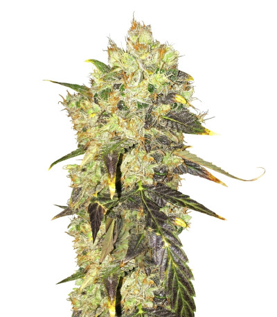 Supreme Durban CBD fem семена конопли