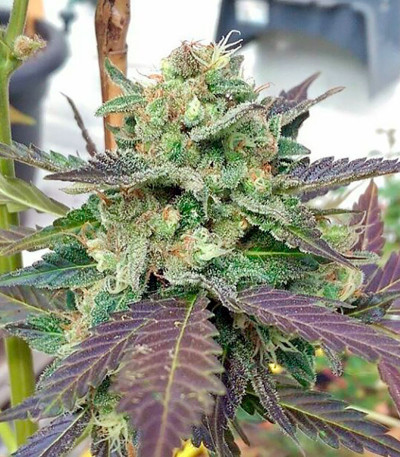 Sweet Deep Grapefruit fem семена конопли