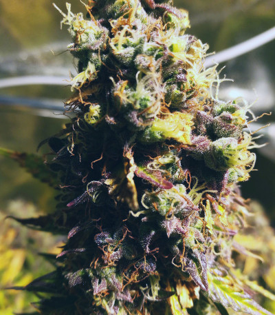 Taison Auto fem (VIP seeds) семена конопли