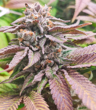 Watermelon Zkittlez fem семена конопли