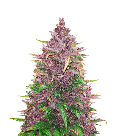 Beginner Auto Mix Pack fem от Herbies Seeds семена микса конопли