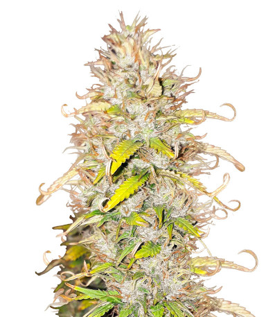 Green Gelato Automatic fem (RQS) семена конопли