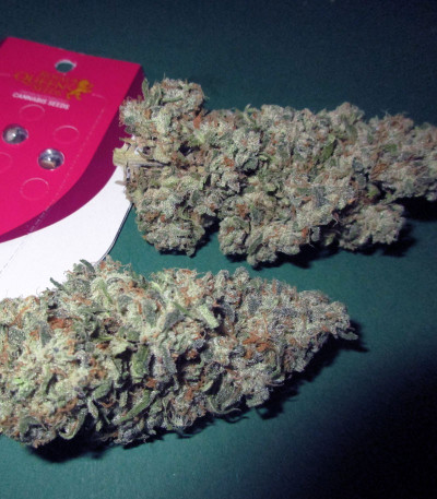 Green Gelato fem (Royal Queen Seeds) семена конопли