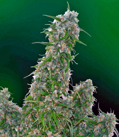 Сорт конопли Malana Bomb Auto