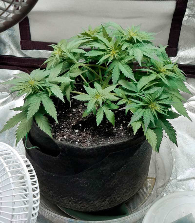 Blueberry Kush Automatic fem (Nirvana Seeds) семена конопли
