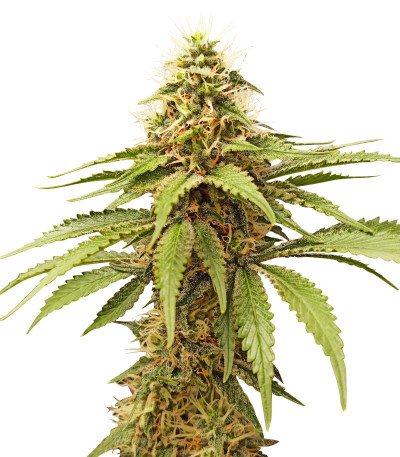 AK Kush fem (Kalashnikov Seeds) семена конопли