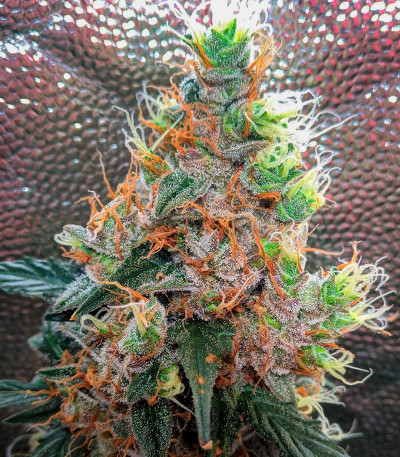 Apple Betty Auto fem (Herbies Seeds) семена конопли