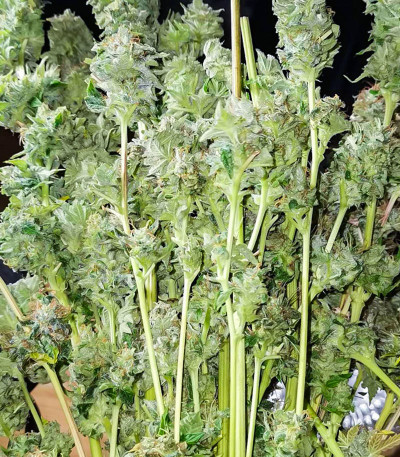 Auto Bruce Lemon Diesel fem (Dutch Passion) семена конопли