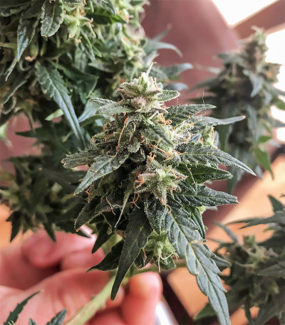 Auto Original Limonade Skunk fem (Victory Seeds) семена конопли