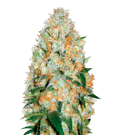 Auto Bubblegum+ Pro fem (Victory Seeds) семена конопли