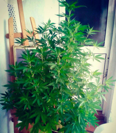 Berries & Cheese fem (Sumo Seeds) семена конопли