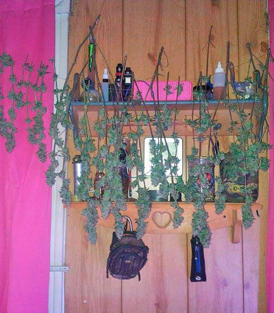 BlackJack fem (Nirvana Seeds) семена конопли