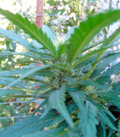 Brazil Amazonia fem (World of Seeds) семена конопли