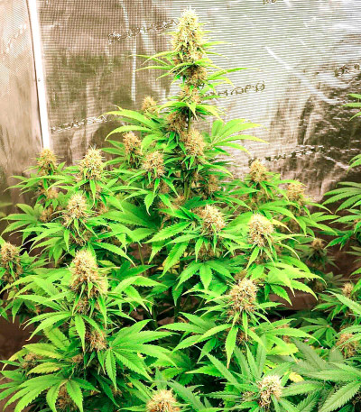 Bruce Banner Auto fem (Cali Buds Seeds) семена конопли