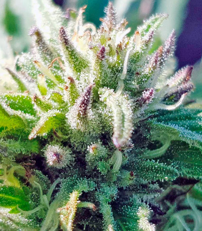 Bubba’s Gift fem (Humboldt Seeds) семена конопли