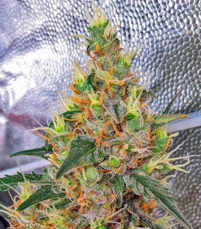 CBD Apple Betty Auto fem (Herbies Seeds) семена конопли