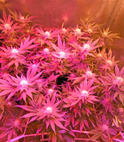 Chocolate Cream fem (00 Seeds) семена конопли
