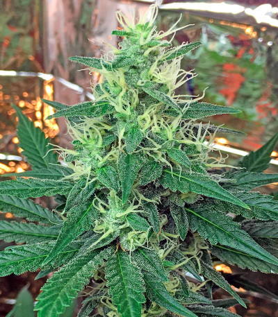 Critical Cheese fem (Dinafem Seeds) семена конопли