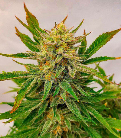 Frostbanger Auto F3 fem (FastBuds) семена конопли