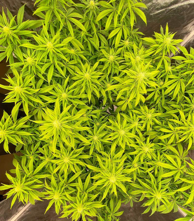 Glue Kripple fem (Dr. Krippling Seeds) семена конопли