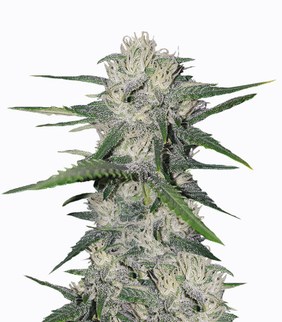 Gorilla Auto (Gorilla Glue Auto) fem Fastbuds семена конопли