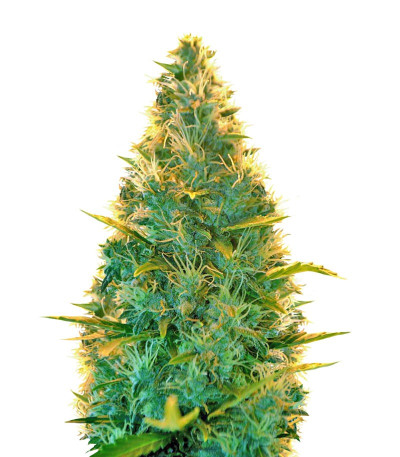 Lowryder Auto reg (Doctor’s Choice) семена конопли