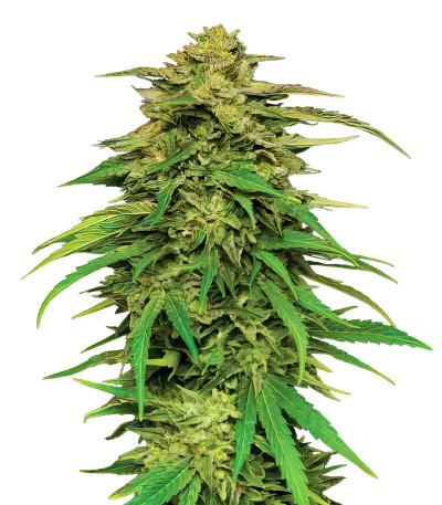 Mango Sherbert Auto fem (Humboldt Seed Company) семена конопли